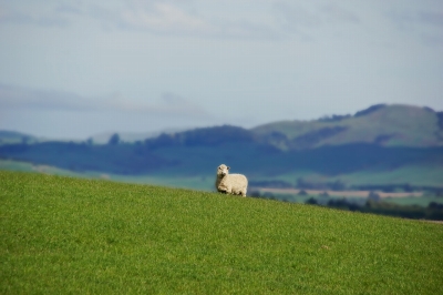 NZ