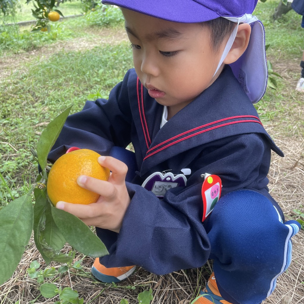 みかん狩り