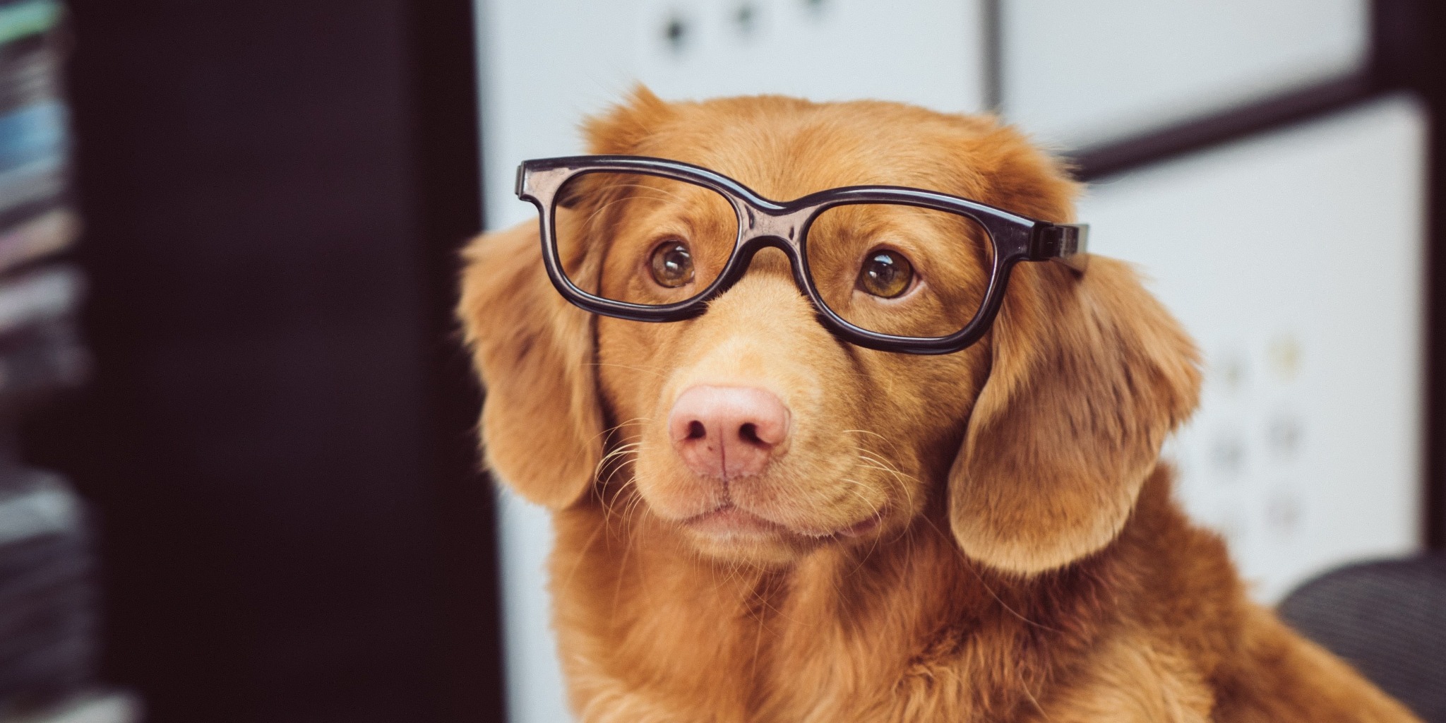 眼鏡をかけた犬