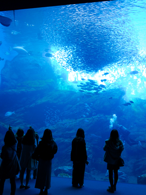 学外授業 ~仙台うみの杜水族館へ行く~