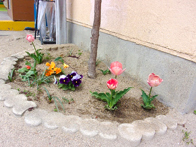 桜が満開になりました