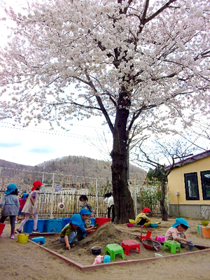 桜が満開になりました