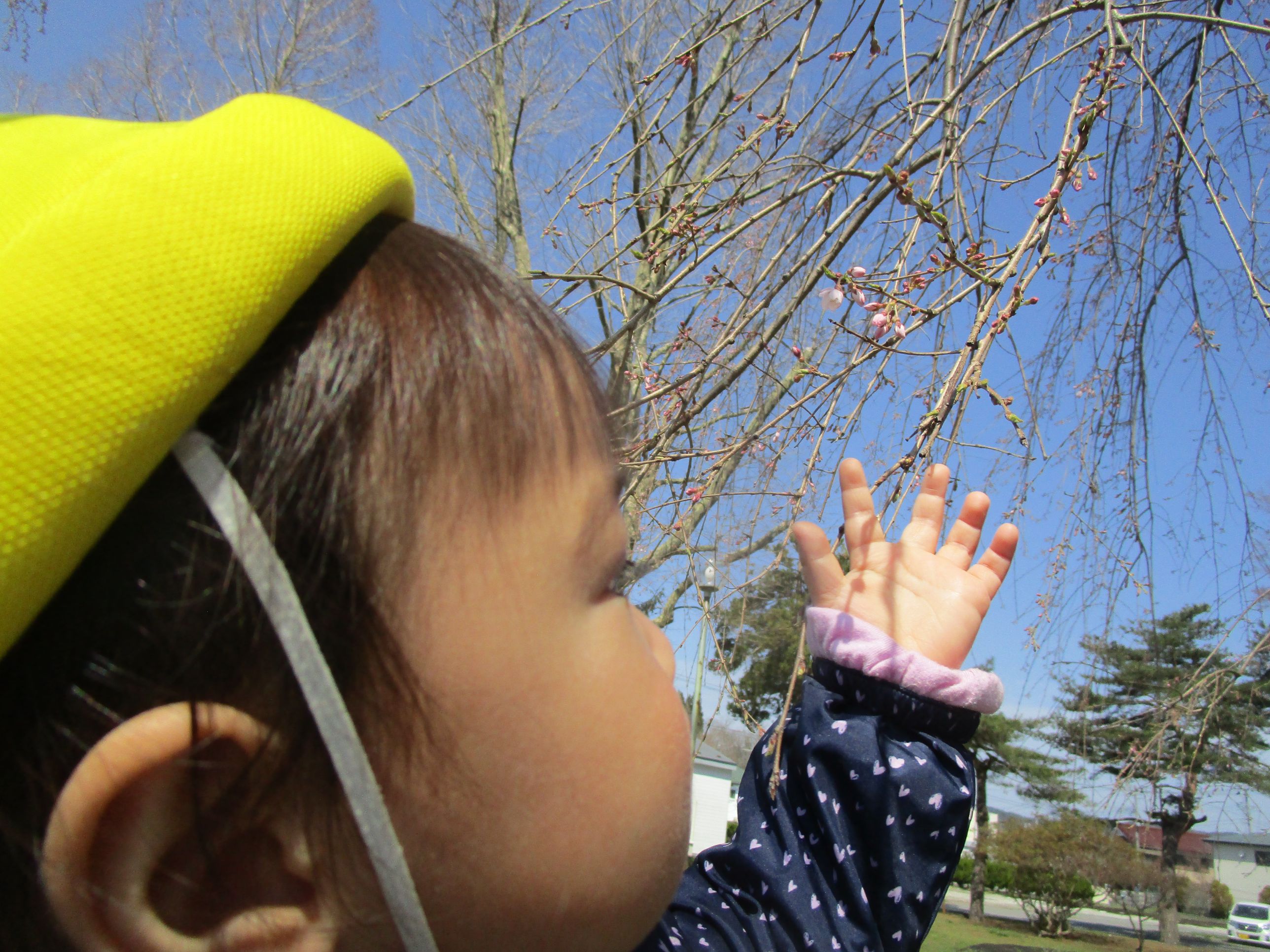 桜を見つめる女の子