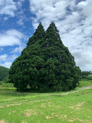 「地元にいるトトロ」