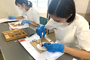 解剖生理学 (豚眼解剖実習)