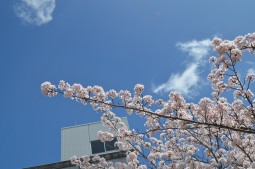 校舎と桜