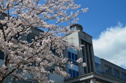 校舎と桜