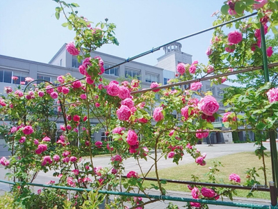 「ある日の1枚」