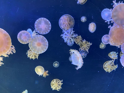 「思い出の水族館」