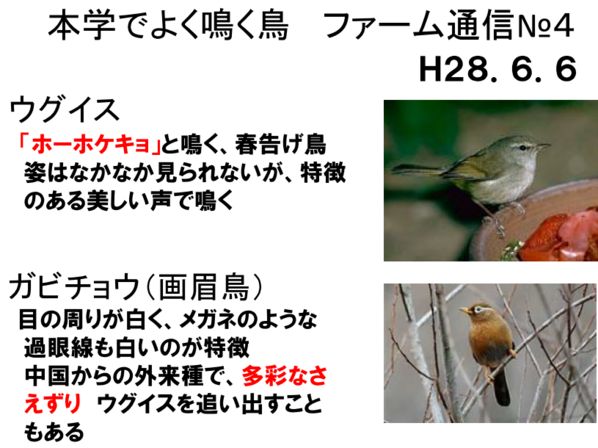 ファーム通信