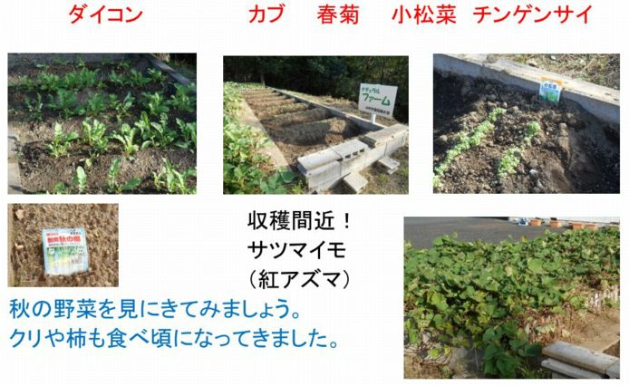 ファーム通信
