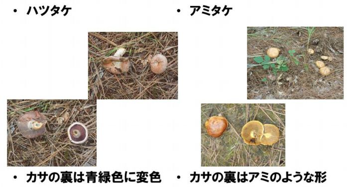 ファーム通信