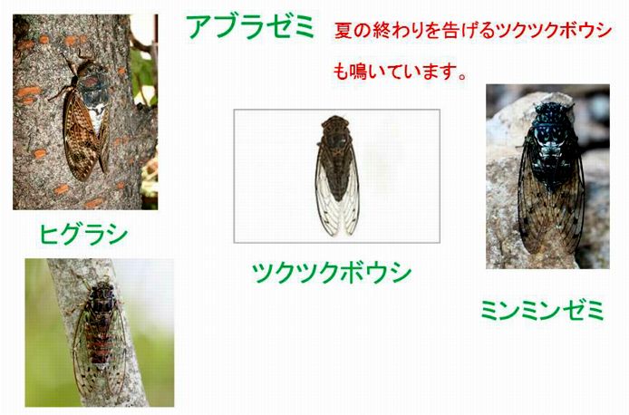 ファーム通信