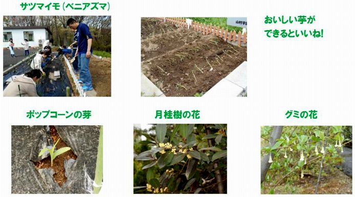 ファーム通信