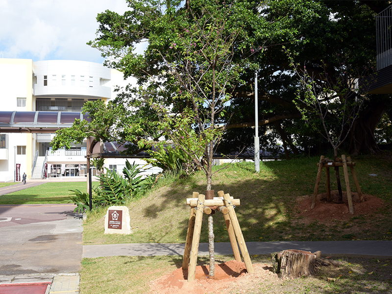 記念植樹されたヒカンザクラと記念碑
