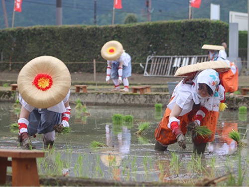 聖泉大学 別科助産専攻 多賀大社 御田植祭