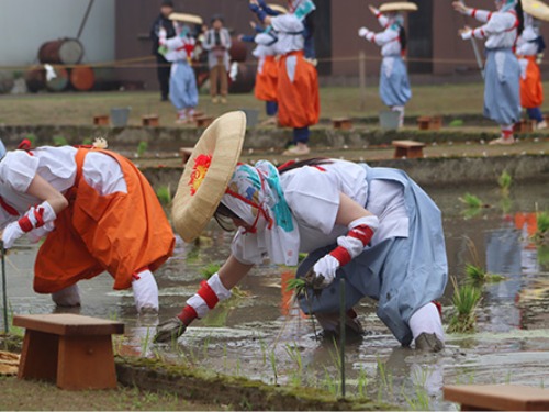 聖泉大学 別科助産専攻 多賀大社 御田植祭