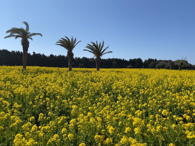 菜の花まつり