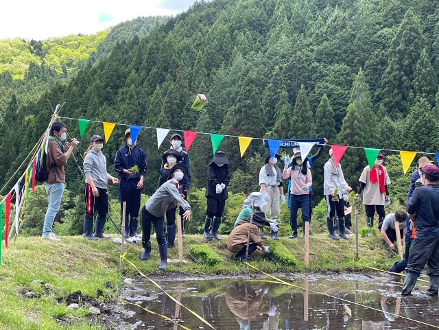 苗の投げ入れ