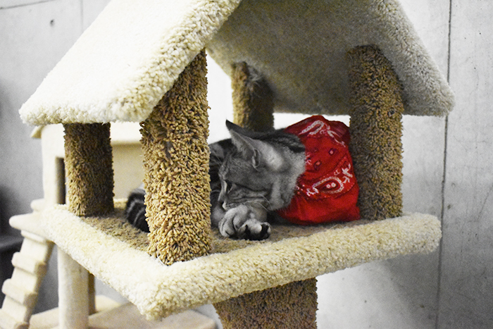 動物園では猫や犬など身近な動物から豚や馬まで!たくさんの動物と触れ合うことができました!