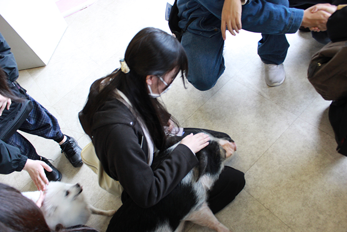 豚にモテモテで身動きが取れなくなった人も…