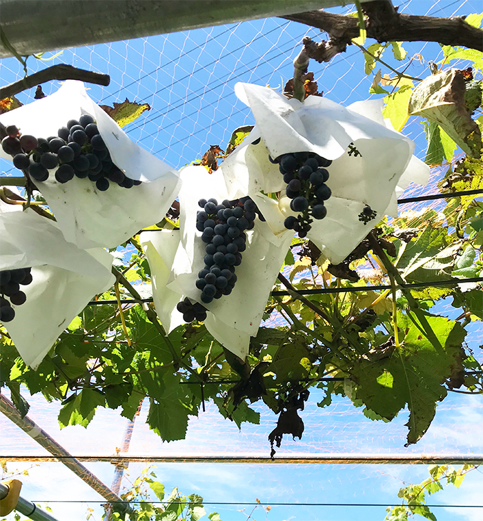【株式会社ショーナン様】 「湘南メイヴ」ぶどうの収穫へ
