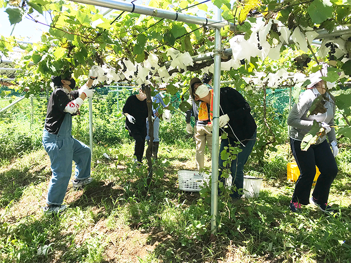 【株式会社ショーナン様】 「湘南メイヴ」ぶどうの収穫へ