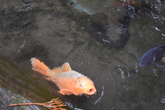 魚を眺めたり、庭でコイにエサをあげたり…