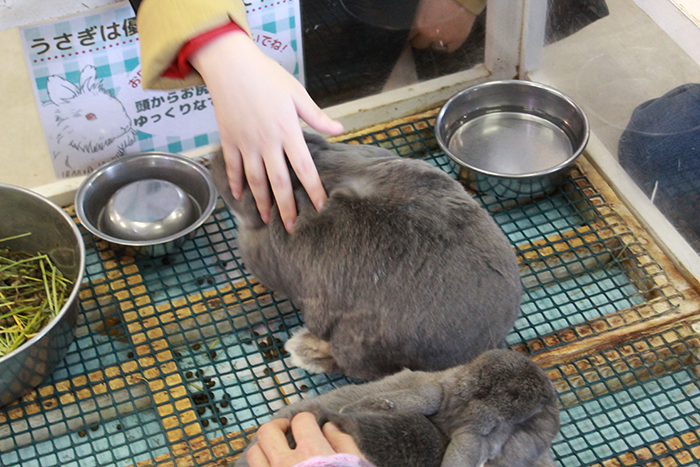 動物園では猫や犬など身近な動物から豚や馬まで!たくさんの動物と触れ合うことができました!