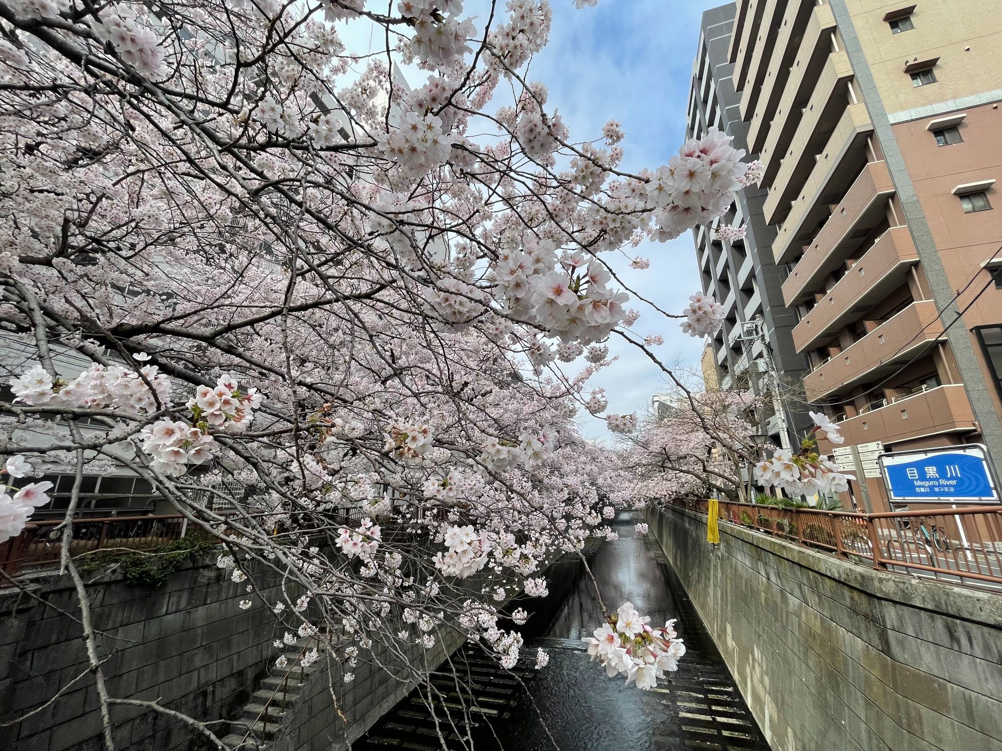 目黒川の桜も綺麗です ブログ